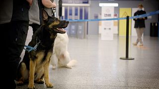 İsviçre Covid-19'un izini özel eğitilen köpeklerle takip edecek
