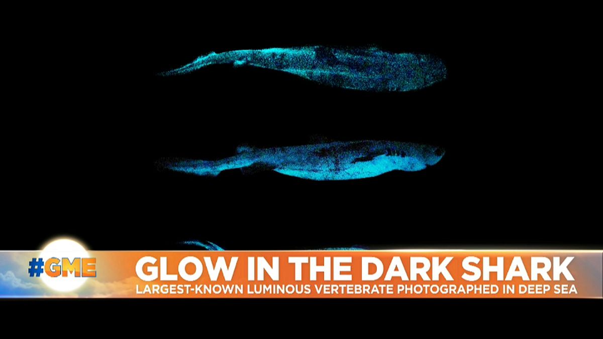 Scientists discover glow-in-the-dark sharks off New Zealand