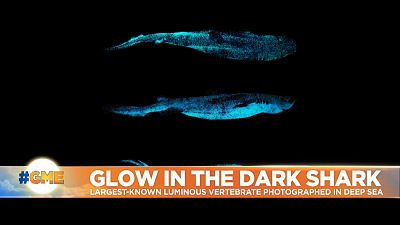 Pictures of deep sea luminous shark.