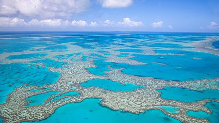 The Great Barrier Reef has been found to be a 'blue carbon' hotspot