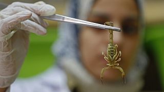 Egypt's 'Scorpion King' turns venom into money