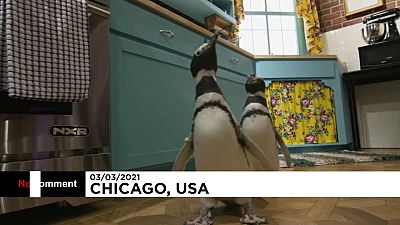 Gelangweilte Pinguine dürfen TV-Set besuchen