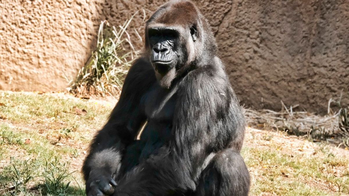 San Diego Hayvanat Bahçesi'nde yaşayan bir goril.