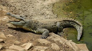 Young and dangerous crocodiles on the loose in South Africa