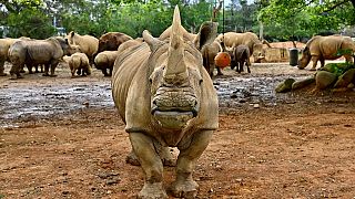 Les rhinocéros blancs du Sud en péril