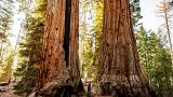 Sequoia National Forest, California, USA