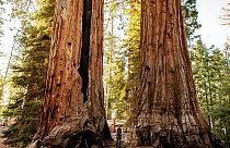 Sequoia National Forest, California, USA