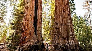 Sequoia National Forest, California, USA 