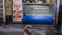A cat stretches in front of a bakery at La Vega market in Santiago, Chile