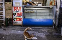 A cat stretches in front of a bakery at La Vega market in Santiago, Chile