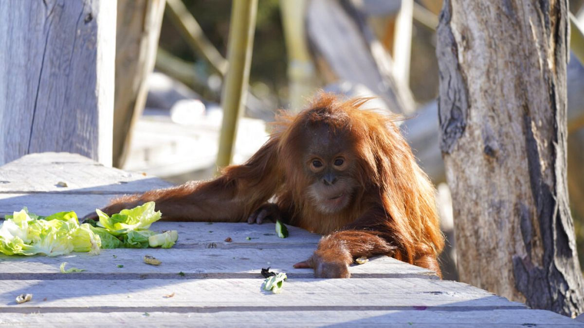 A Sumattran orangutan climbs onto a landing to get some food at the Denver Zoo on Nov. 5, 2020.
