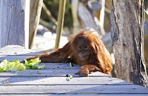 A Sumattran orangutan climbs onto a landing to get some food at the Denver Zoo on Nov. 5, 2020.