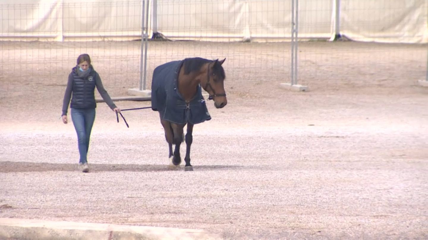 Un brote de herpes equino obliga a cancelar varios eventos en toda Europa |  Euronews