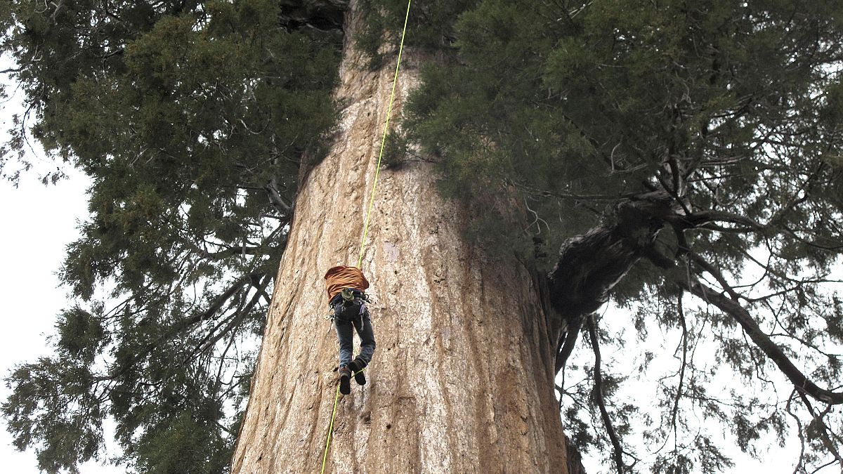 شجرة سيكويا عملاقة في كاليفورنيا الأمريكية 
