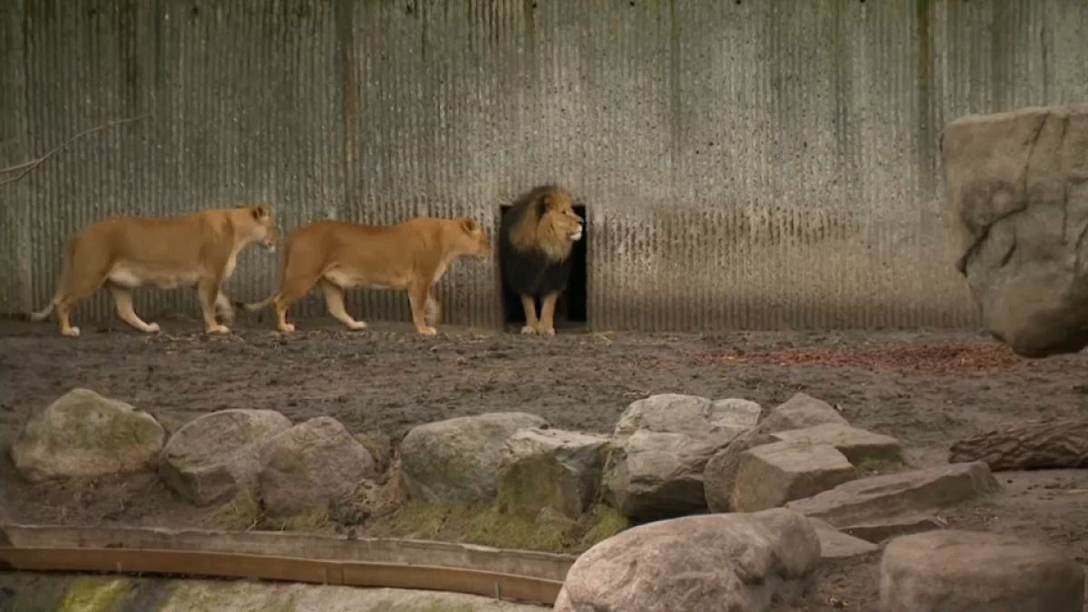 Зоопарк Копенгагена вновь открыл свои двери для посетителей
