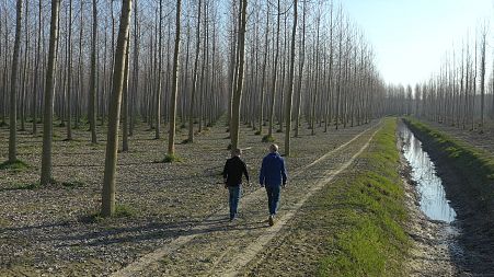 How much does planting trees help to combat climate change?