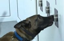 Police dog practicing to detect Sars-CoV-2, Police Dog Center in Sibiu