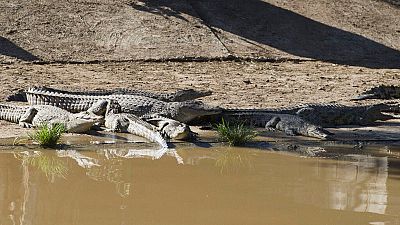 С фермы сбежали десятки крокодилов