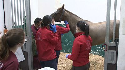 En Europe, les chevaux sous la menace d'une épidémie de rhinopneumonie