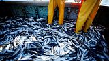 French fishermen sort through a mackerel catch.