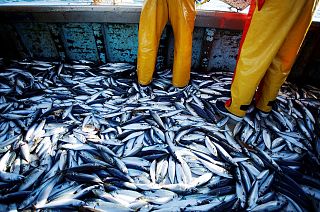 French fishermen sort through a mackerel catch.