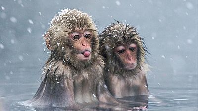 Wildlife photography by Julia Wimmerlin Wildlife photography by Julia Wimmerlin