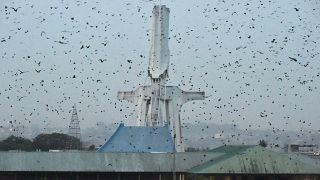 Les chauves-souris du Plateau d'Abidjan menacées