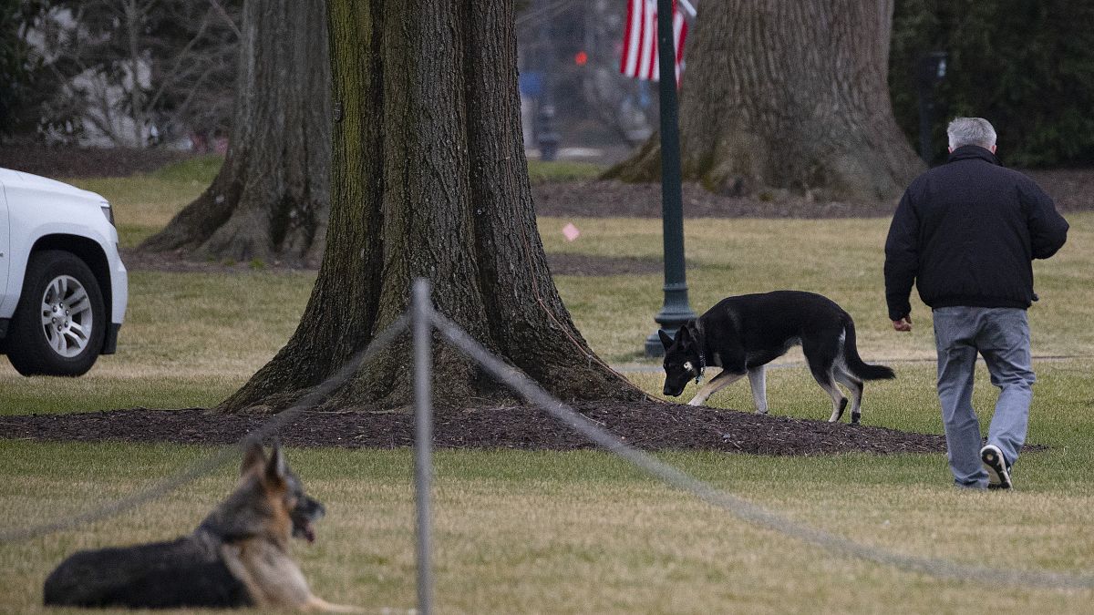 Die Schäferhunde der Bidens auf dem Südrasen des Weißen Hauses, 25.01.2021