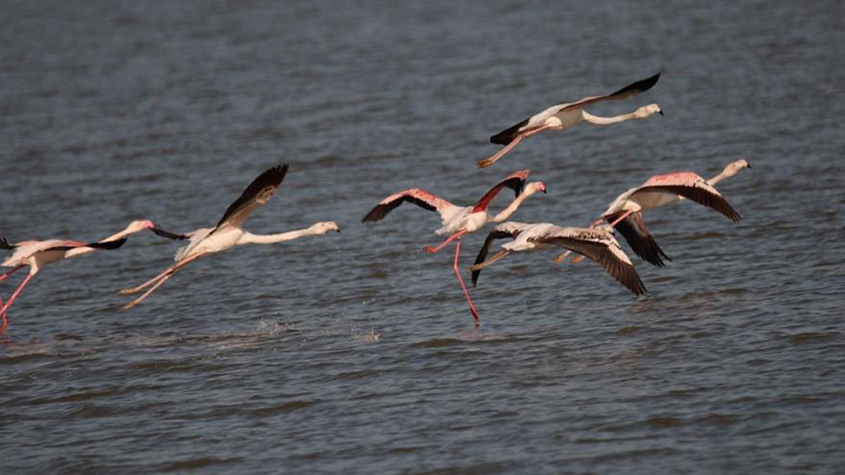 Plans to build an airport in Albania threatens migrating bird flyways
