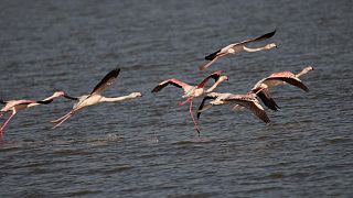 Αλβανία: Η λιμνοθάλασσα Νάρτα και τα αποδημητικά πουλιά σε κίνδυνο από το νέο αεροδρόμιο