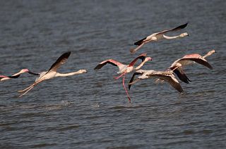 Plans to build an airport in Albania threatens migrating bird flyways