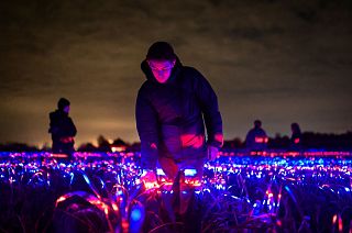 Light recipes help plants to grow in the Netherlands