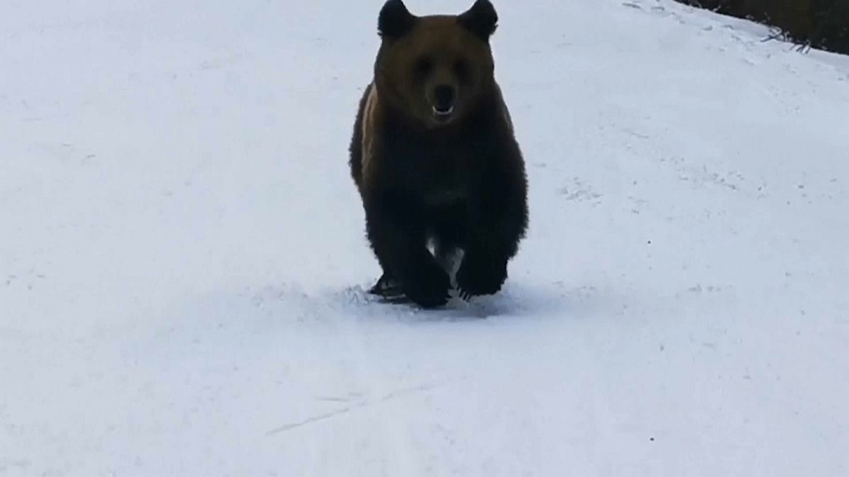 Медведь преследует инструктора