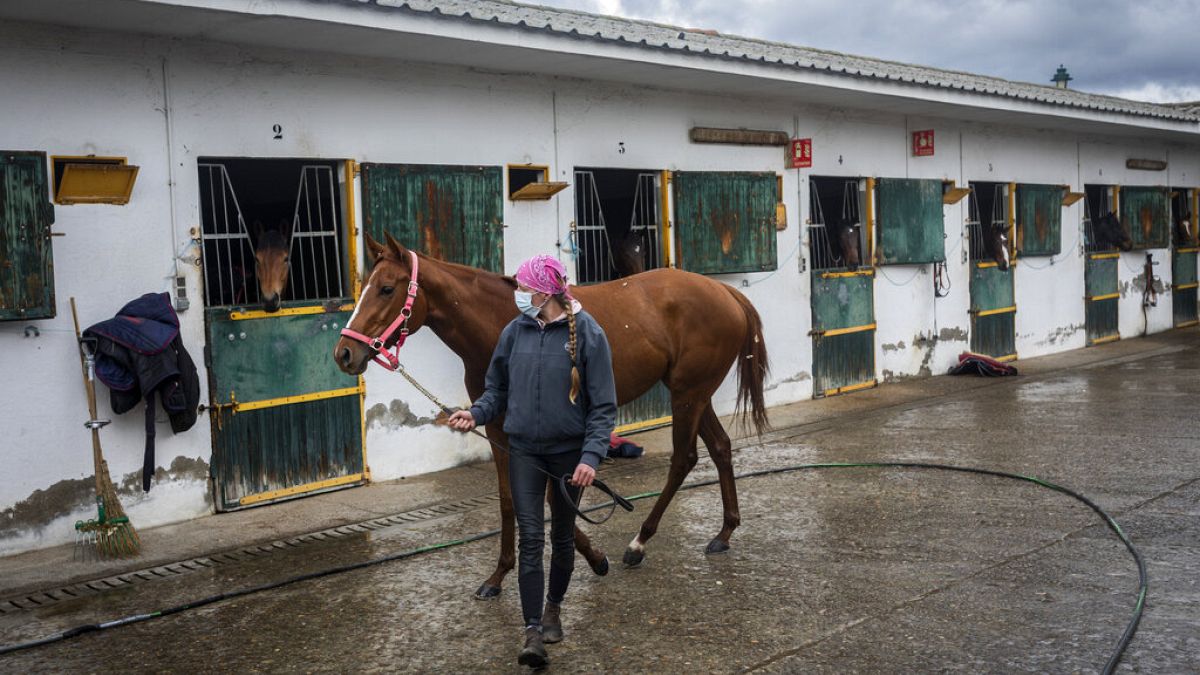 Surto no mundo equestre: "É uma espécie de covid-19 para cavalos"