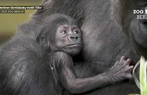 Gorilla-Baby Tilla in den Armen seiner Mutter im Zoo Berlin