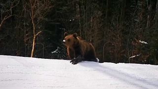 Meglepte a sízőket egy medve