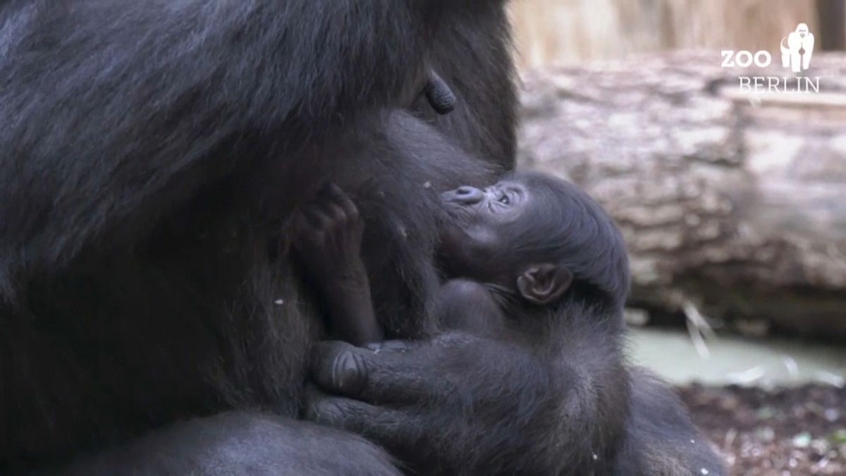 В Берлинском зоопарке устроили праздник для горилл 