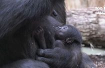 Bemutatták Tillát, a gorillabébit a berlini állatkertben
