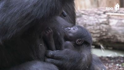 Gorillababy Tilla feiert mit Familie