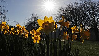 Daffodils bloom in a park in London, Tuesday, March 9, 2021.