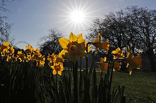 Daffodils bloom in a park in London, Tuesday, March 9, 2021.
