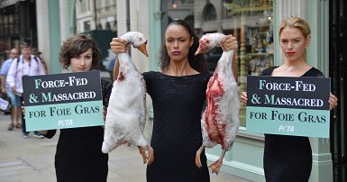 Sadistic and inhumane' sale of foie gras must be banned in the EU ...