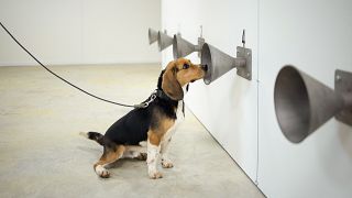 Photo d'illustration : l'entraînement d'un chien renifleur pour détecter le Covid-19, à Bredene - Belgique - le 3 mars 2021.