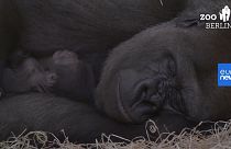 Una imagen del gorilla Tilla y su madre en el zoo de Berlín.