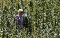 Turista en un campo de cannabis cerca de Ketama en la región del Rif de Marruecos