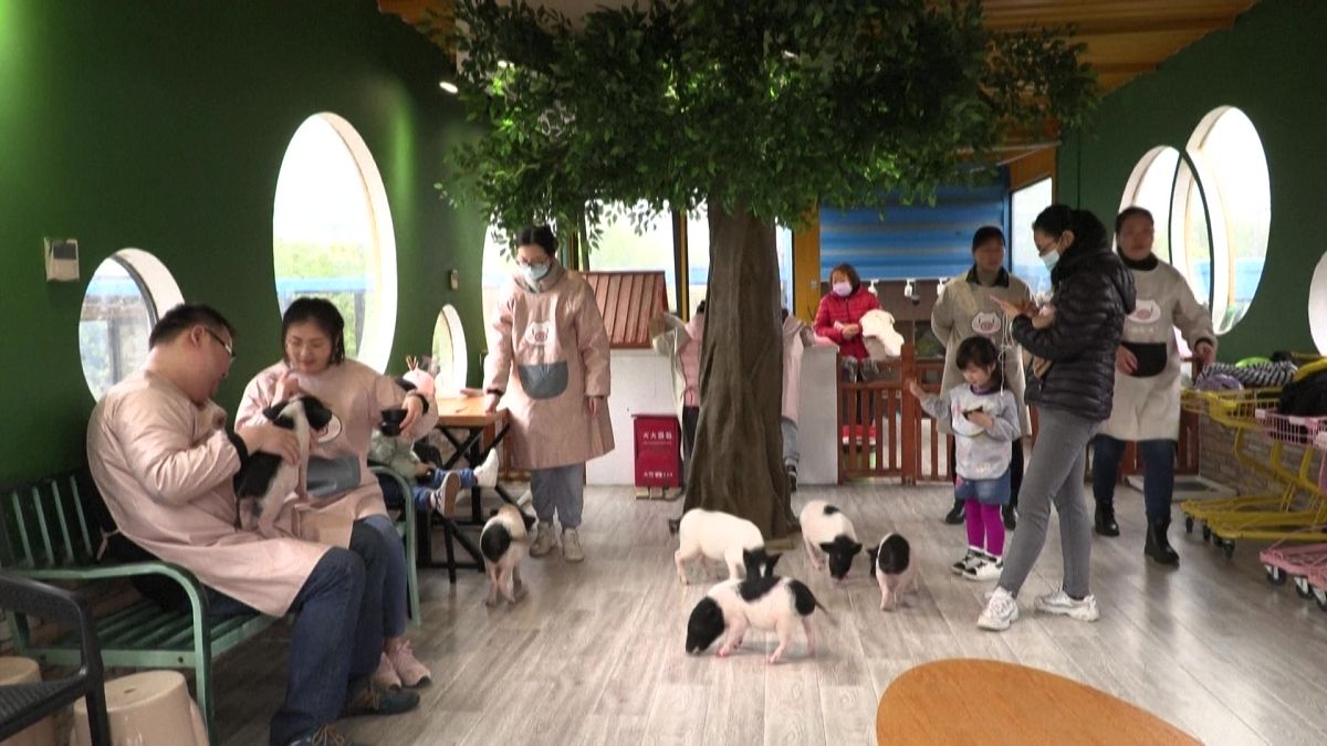 مقهى للحيوانات المدللة "غير الاعتيادية" في شنغهاي