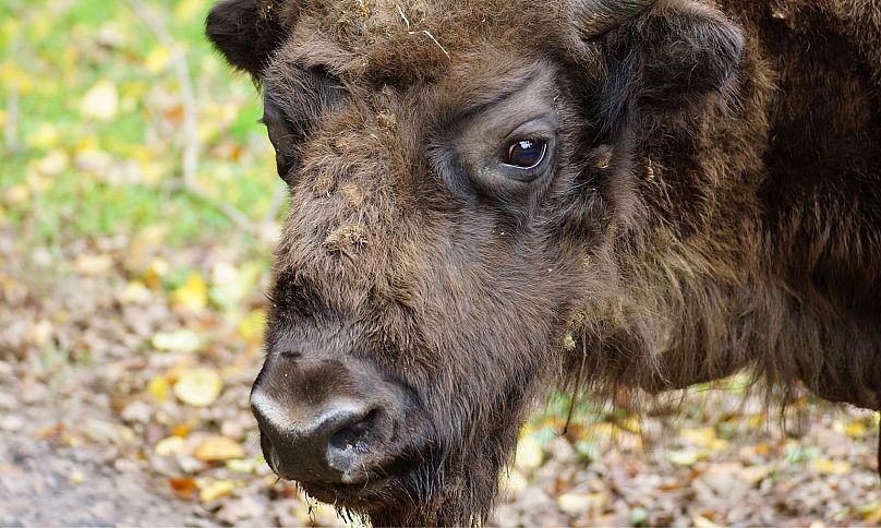 Poland set to resume logging in one of Europe's last primeval forests