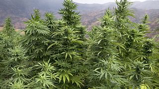 Morocco backs legalising cannabis for medical use