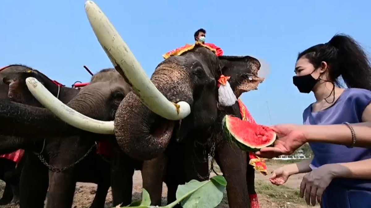 Ταϊλάνδη: Εθνική Ημέρα Ελέφαντα