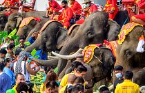 الاحتفال بيوم الفيل الوطني في تايلاند